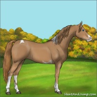 Horse Color:Chestnut Splash Tobiano