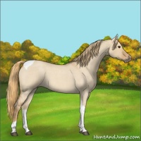 Horse Color:Red Dun Roan Tobiano