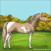 Horse Color:Red Dun Tobiano
