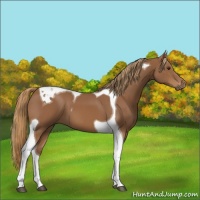 Horse Color:Chestnut Tobiano 