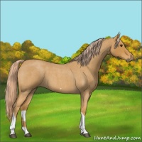 Horse Color:Palomino Roan Tobiano