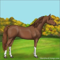 Horse Color:Chestnut Tobiano