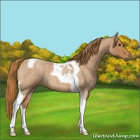 Horse Color:Red Roan Tobiano 