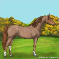 Horse Color:Red Roan Tobiano 