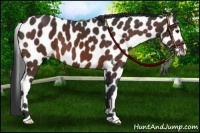 Horse Color:Bay Leopard 