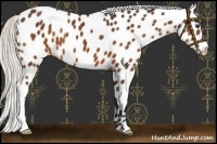 Horse Color:Silver Buckskin Leopard 