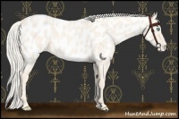Horse Color:Cremello Roan Near Leopard 