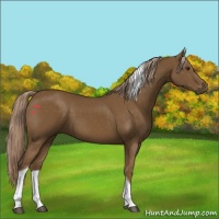 Horse Color:Chocolate Palomino Tobiano