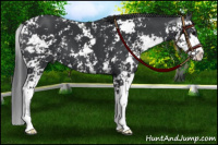 Horse Color:Black Sabino 