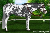 Horse Color:Black Sabino Appaloosa 