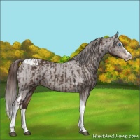 Horse Color:Liver Chestnut Sabino Splash Tobiano Appaloosa Rabicano and Liver Chestnut Sabino Splash Tobiano Appaloosa Rabicano