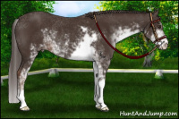 Horse Color:Liver Chestnut Sabino Rabicano