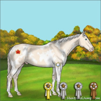 Horse Color:White Spotted Perlino 