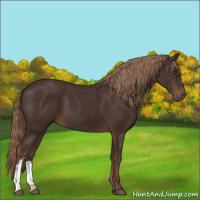Horse Color:Liver Chestnut 