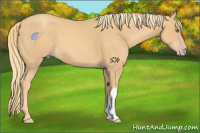 Horse Color:Gold Champagne 
