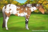Horse Color:White Spotted Buckskin Blanket 