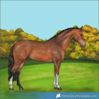 Horse Color:Bay Tobiano 