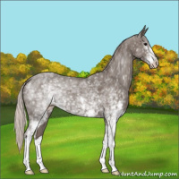 Horse Color:White Spotted Silver Blue Roan 