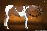 Horse Color:Chestnut Tobiano