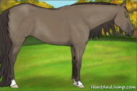 Horse Color:Smoky Grullo 