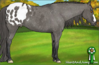 Horse Color:Grullo Appaloosa 