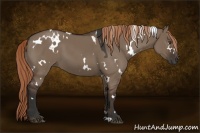 Horse Color:White Spotted Liver Red Dun 