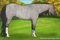 Horse Color:Grullo Roan Rabicano 