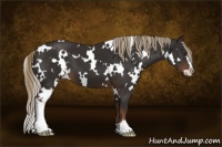 Horse Color:White Spotted Liver Chestnut Sabino 