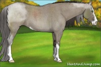 Horse Color:Smoky Grullo Roan Sabino
