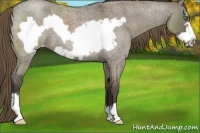 Horse Color:Smoky Grullo Roan Frame Varnish 