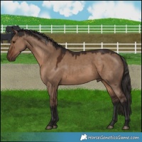 Horse Color:Liver Red Dun Rabicano 