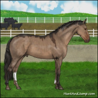 Horse Color:Liver Red Dun Rabicano