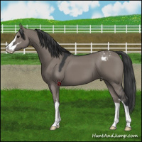 Horse Color:Grullo Sabino Appaloosa