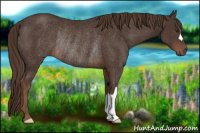 Horse Color:Liver Chestnut Rabicano 