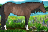 Horse Color:Brown Rabicano