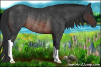 Horse Color:Brown Rabicano 