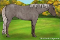Horse Color:Silver Blue Roan 