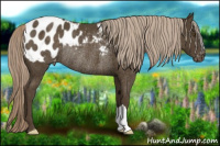 Horse Color:Chocolate Palomino Blanket Rabicano 