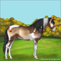 Horse Color:Bay Onyx Sabino Tobiano 
