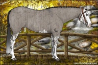 Horse Color:Grullo Roan Sabino Splash  and Grullo Roan Sabino Splash 