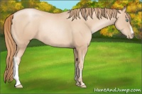 Horse Color:Gold Champagne Pearl Rabicano and Gold Champagne Pearl Rabicano