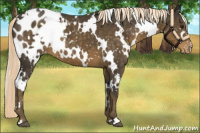 Horse Color:White Spotted Chocolate Palomino Appaloosa