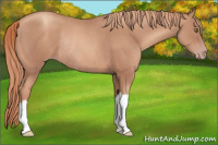 Horse Color:Gold Champagne Rabicano