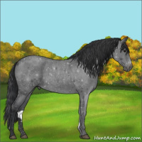 Horse Color:Blue Roan Rabicano