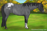 Horse Color:Blue Roan Appaloosa Rabicano 
