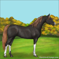 Horse Color:Liver Chestnut Rabicano 