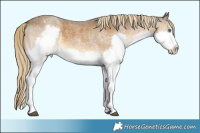 Horse Color:Chocolate Palomino Roan Mushroom Splash Tobiano Rabicano 