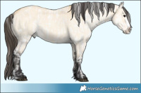 Horse Color:Black Appaloosa and Buckskin Dun Splash
