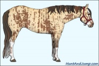 Horse Color:Chestnut  and Buckskin Dun Splash 