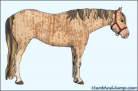 Horse Color:Bay  and Gold Champagne 